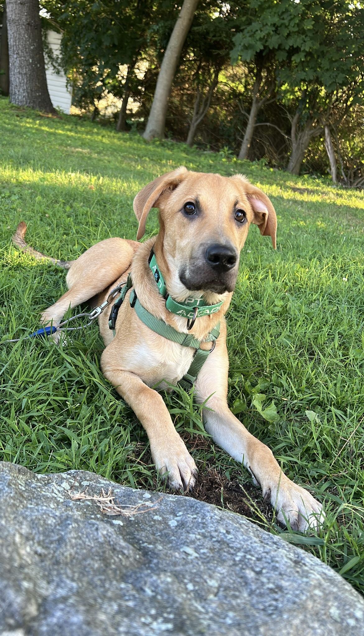 Beau