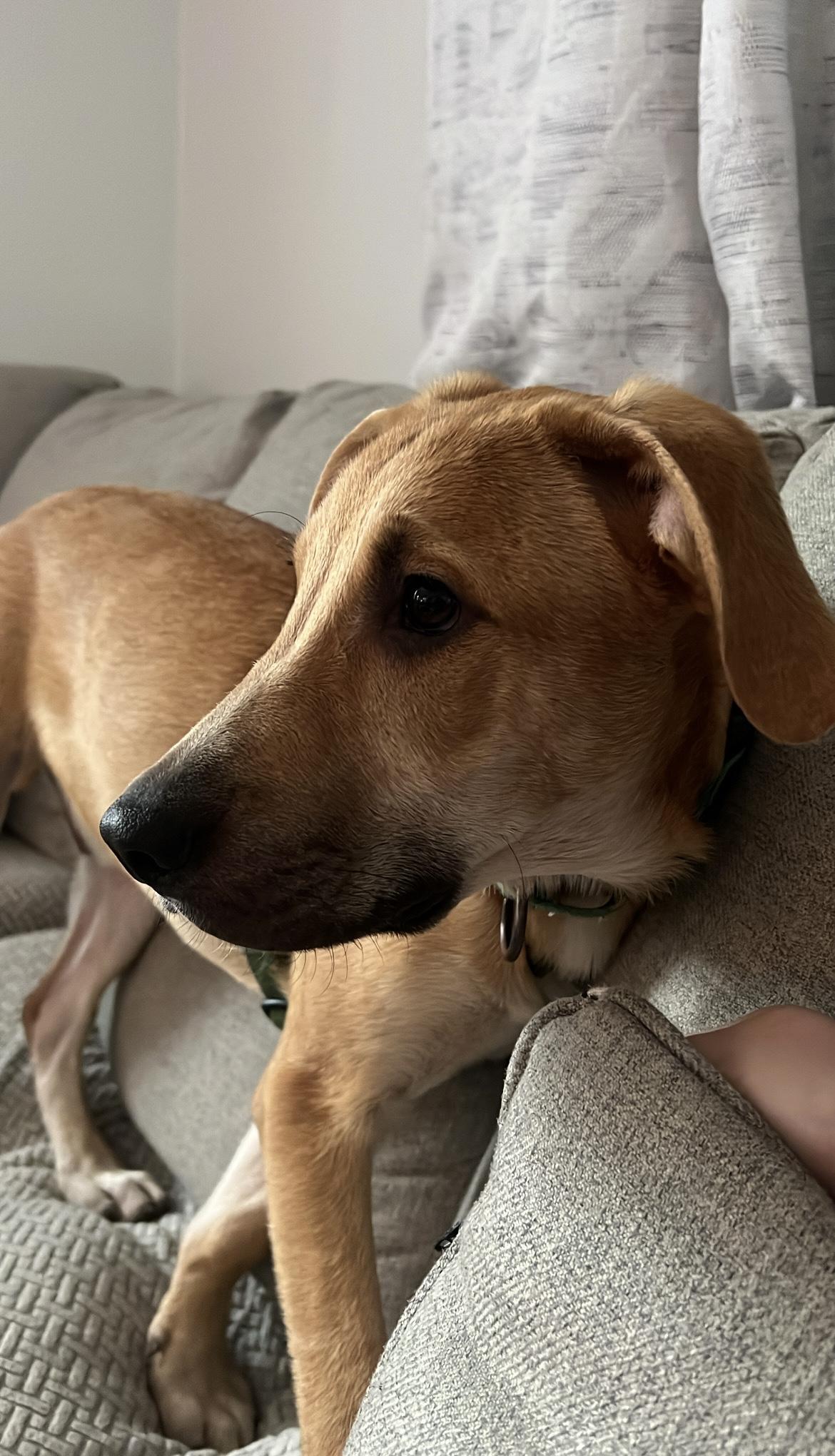 Beau