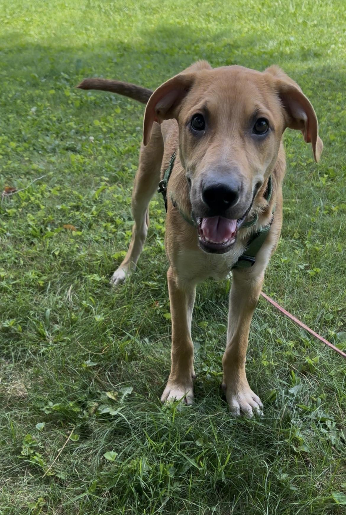 Beau