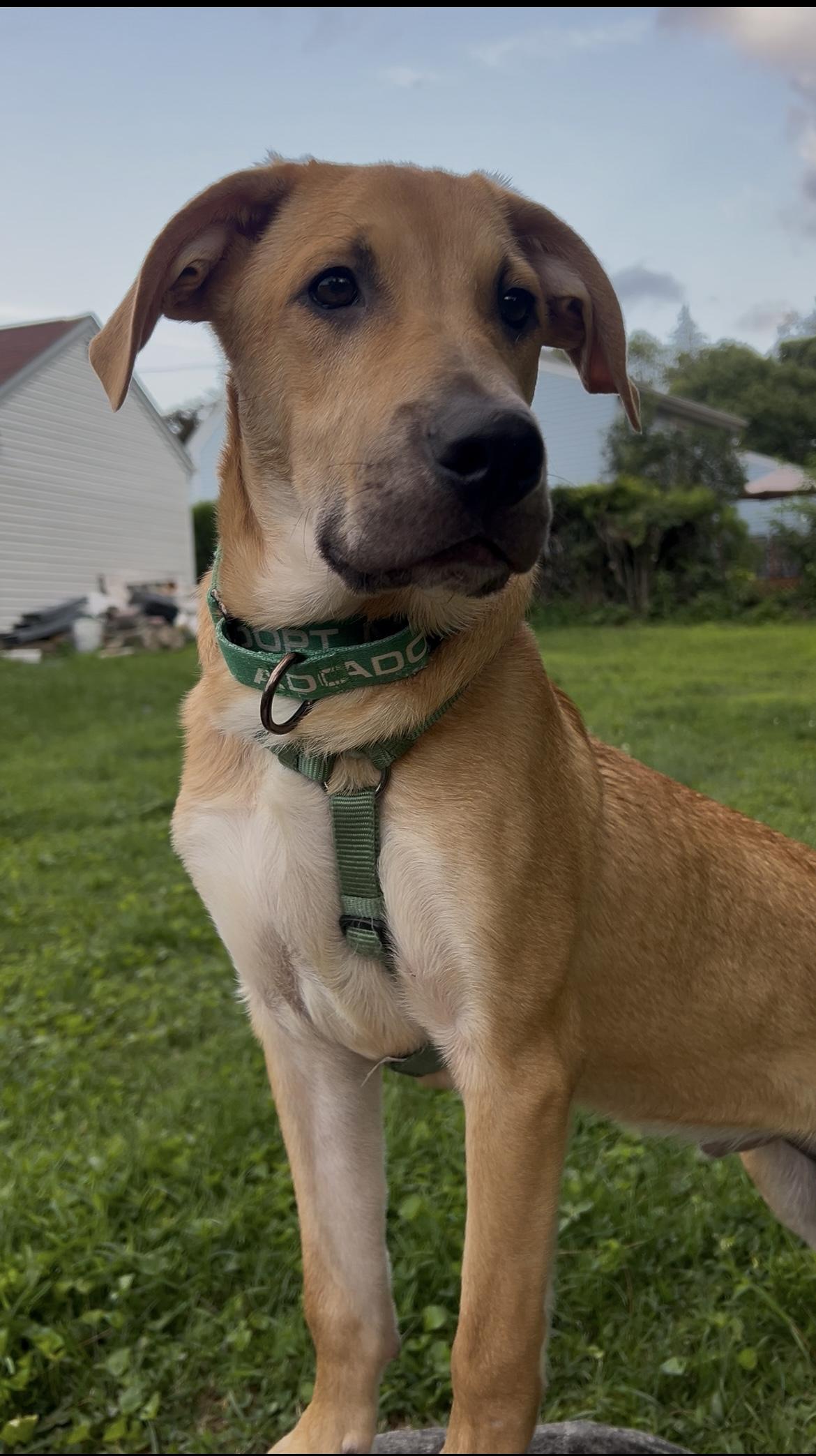 Beau