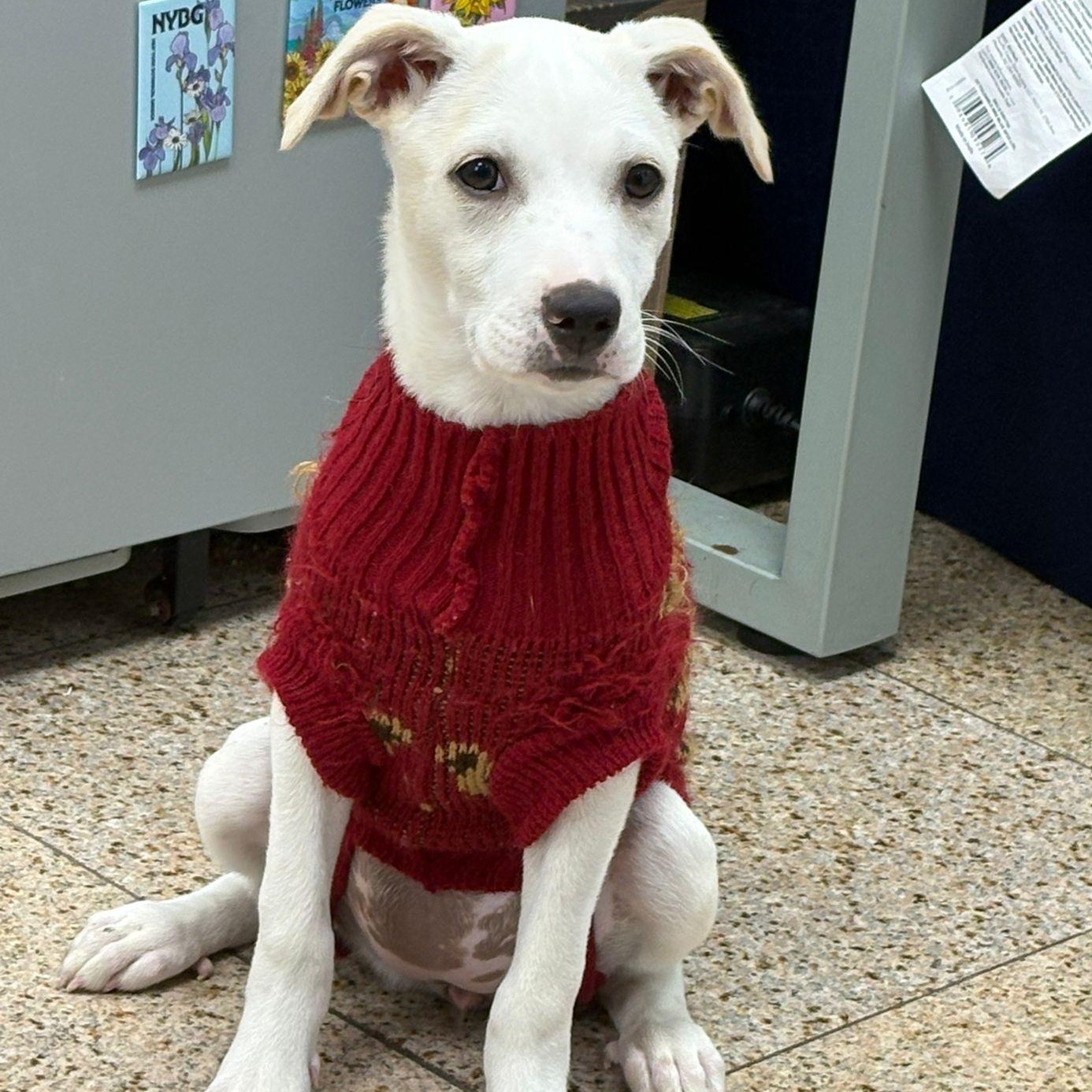 Enlarge Maya, a ADOPTABLE mixed breed in Warren, NJ image 3/3