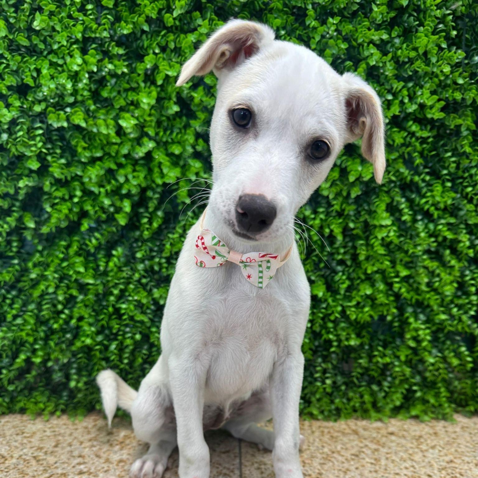 Enlarge Maya, a ADOPTABLE mixed breed in Warren, NJ image 1/3