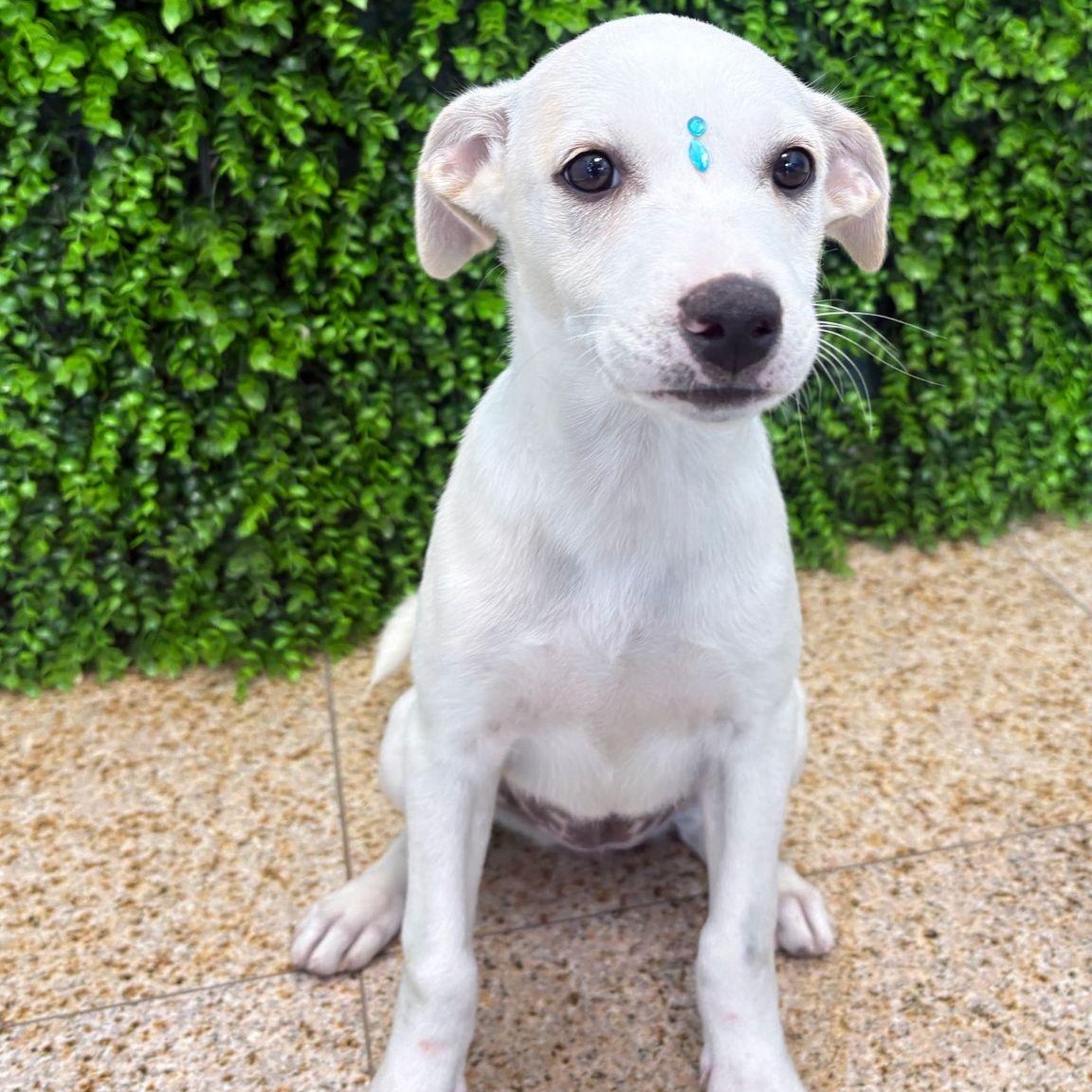 Enlarge Maya, a ADOPTABLE mixed breed in Warren, NJ image 2/3