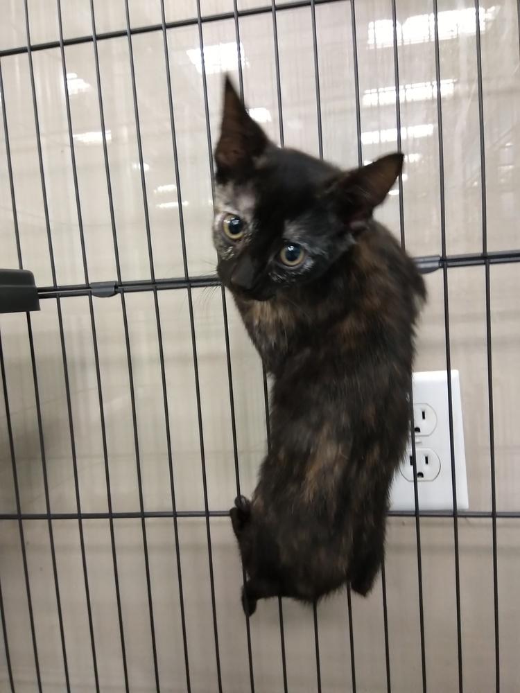 Enlarge Gia, a Adopted mixed breed in San Angelo, TX image 1/1