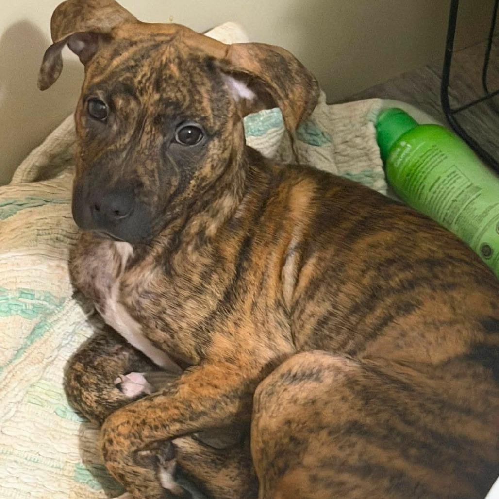 Shania, Adoptable, Puppy Female Mixed Breed.