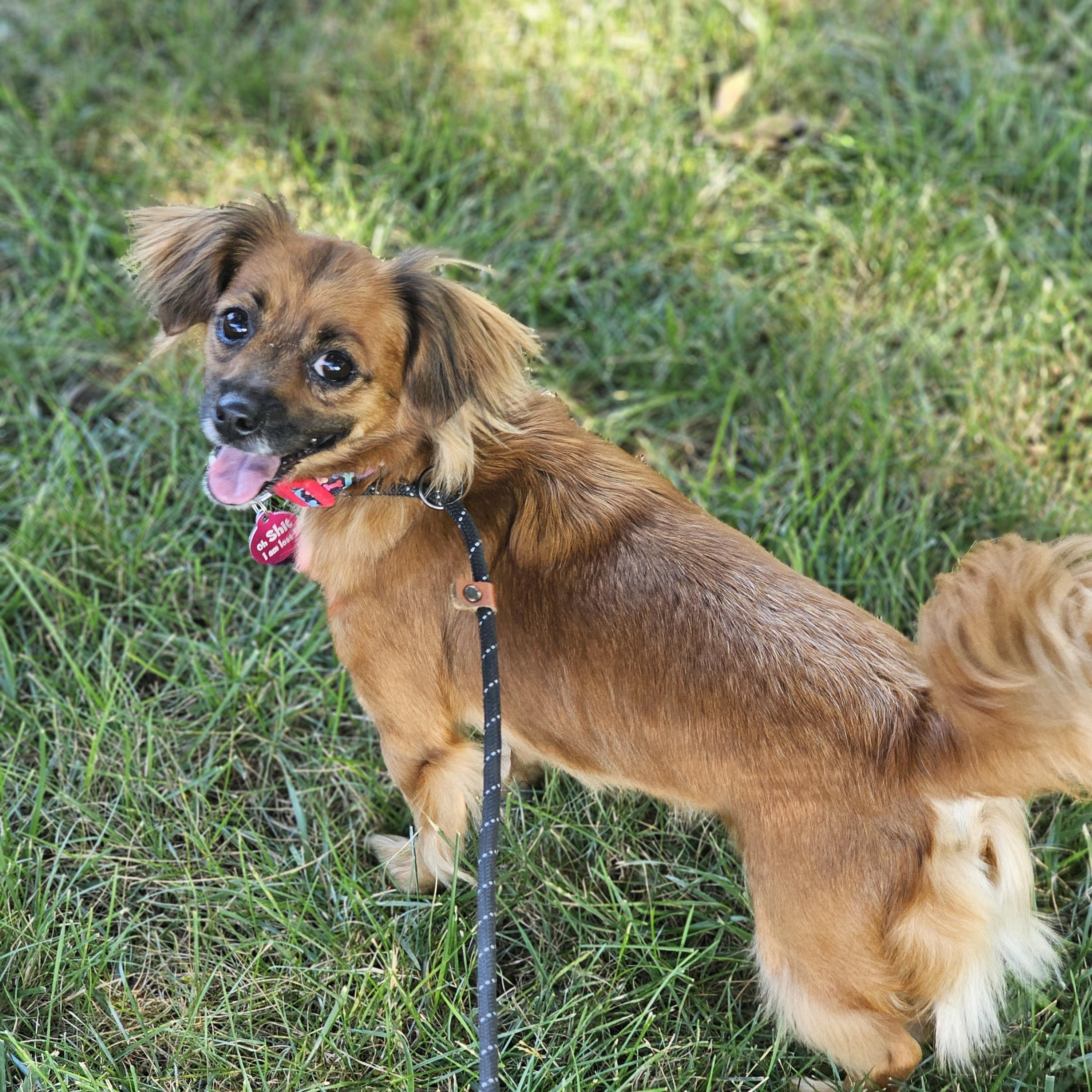 Enlarge Ginger, a Adoptable mixed breed in Springfield , IL image 2/5