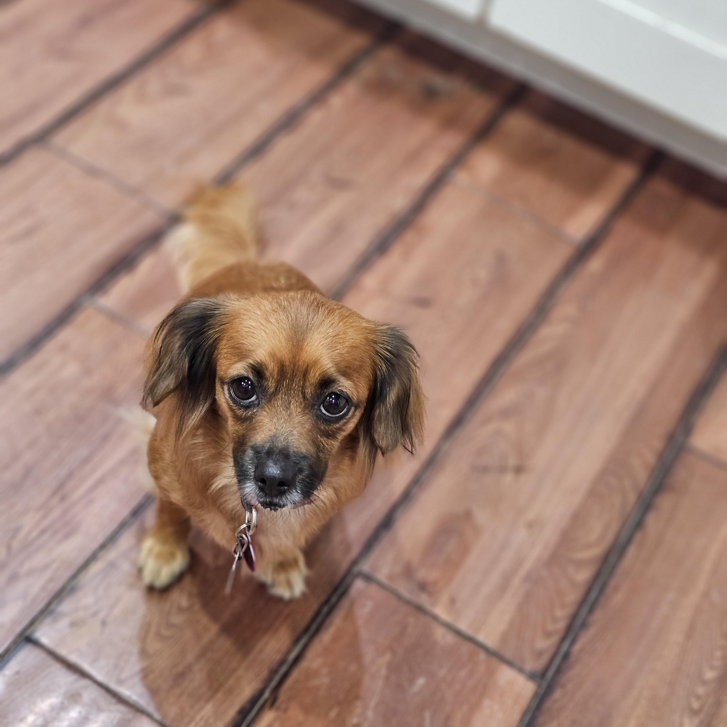 Enlarge Ginger, a Adoptable mixed breed in Springfield , IL image 5/5