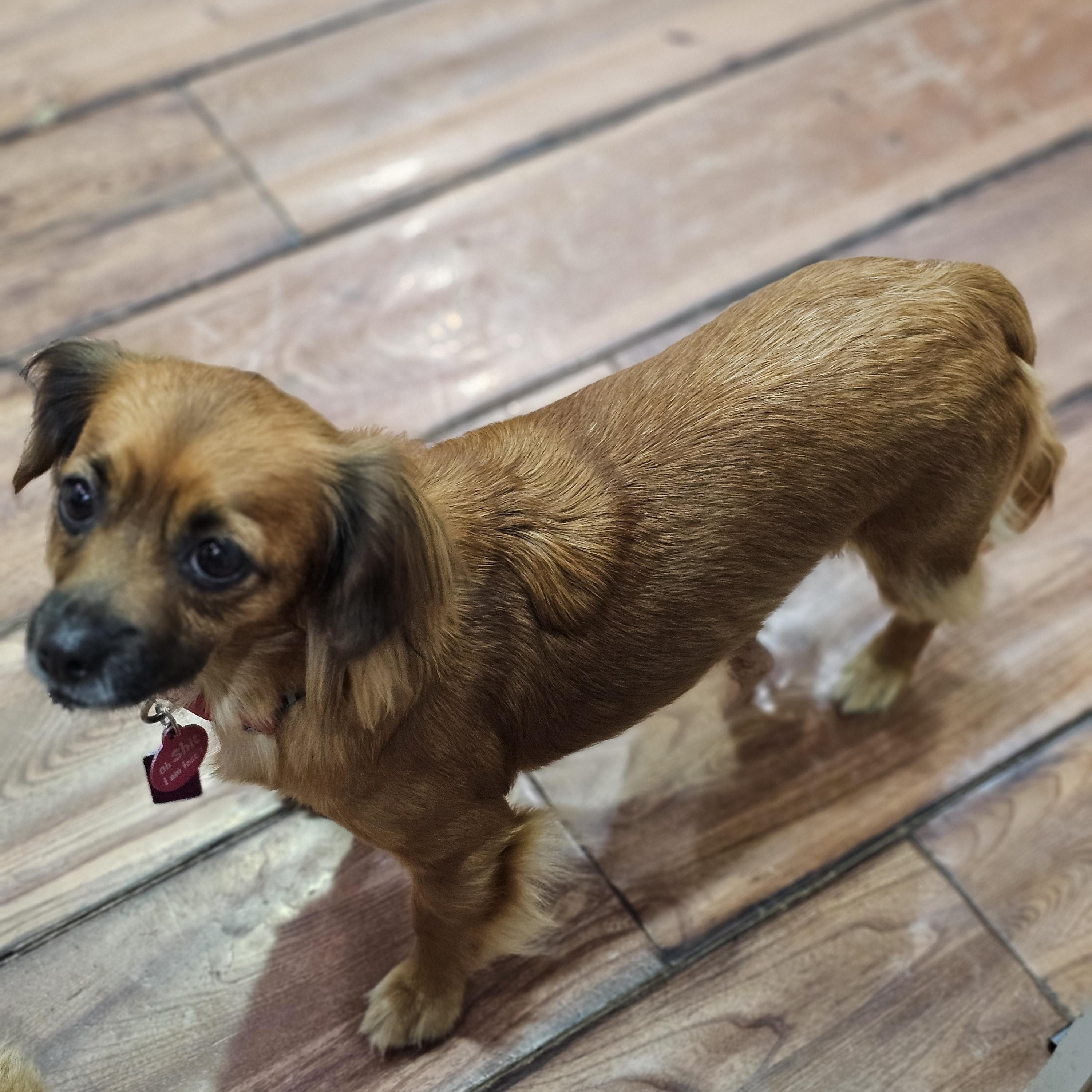 Enlarge Ginger, a Adoptable mixed breed in Springfield , IL image 3/5
