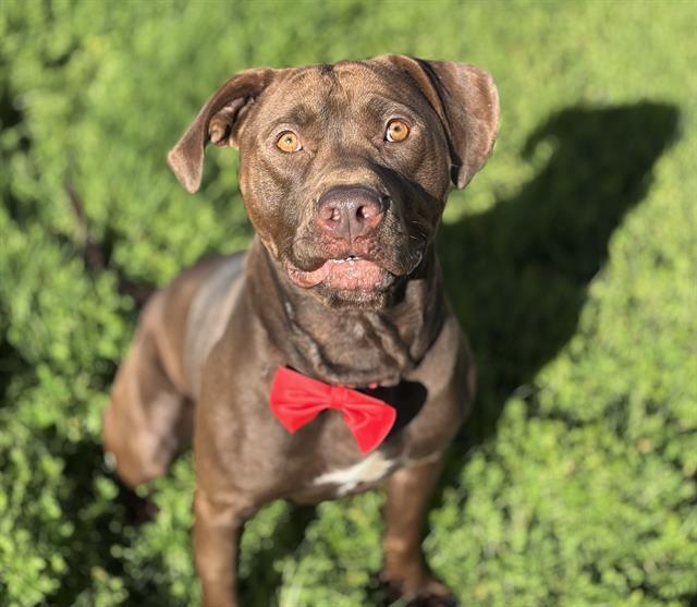 Enlarge CHESTER, a Adoptable Pit Bull Terrier in Fairfield, CA image 1/1