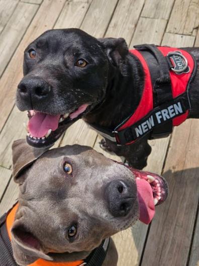 Enlarge Spider, a Adoptable mixed breed in Troy, MI image 1/6
