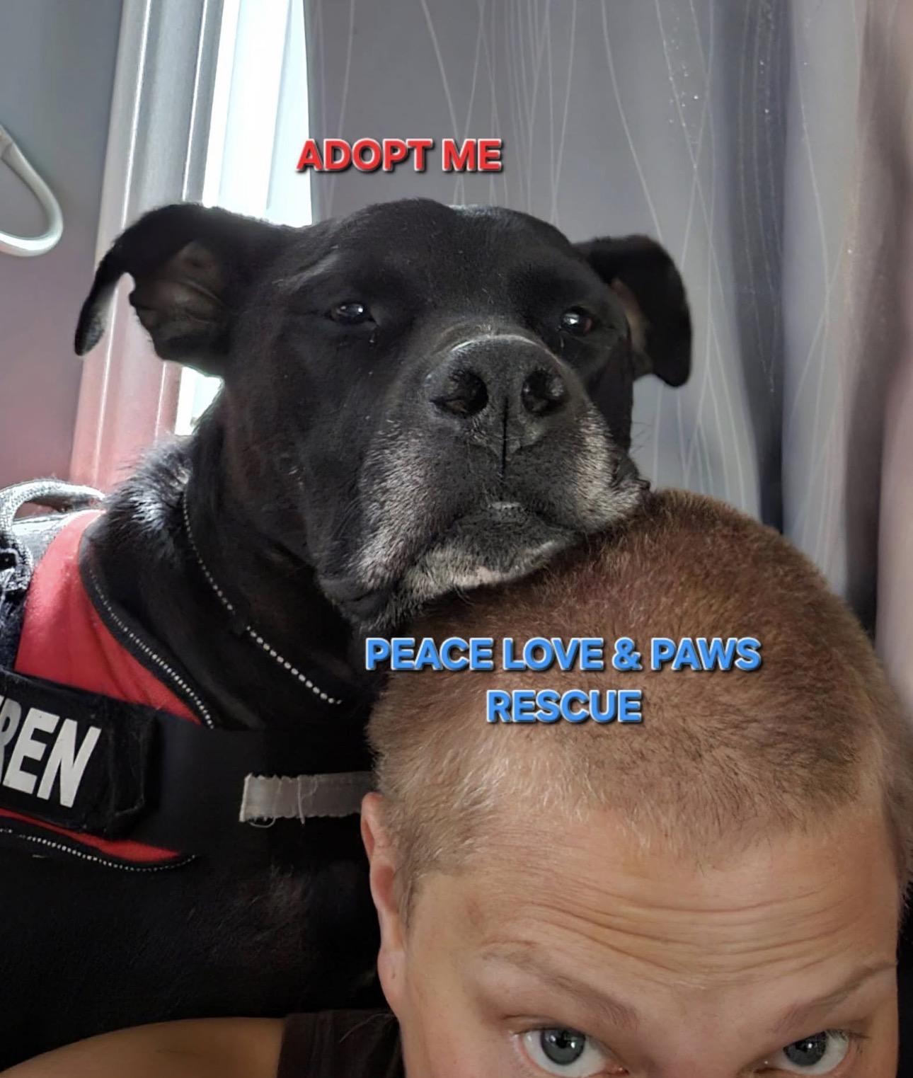 Enlarge Spider, a Adoptable mixed breed in Troy, MI image 2/6