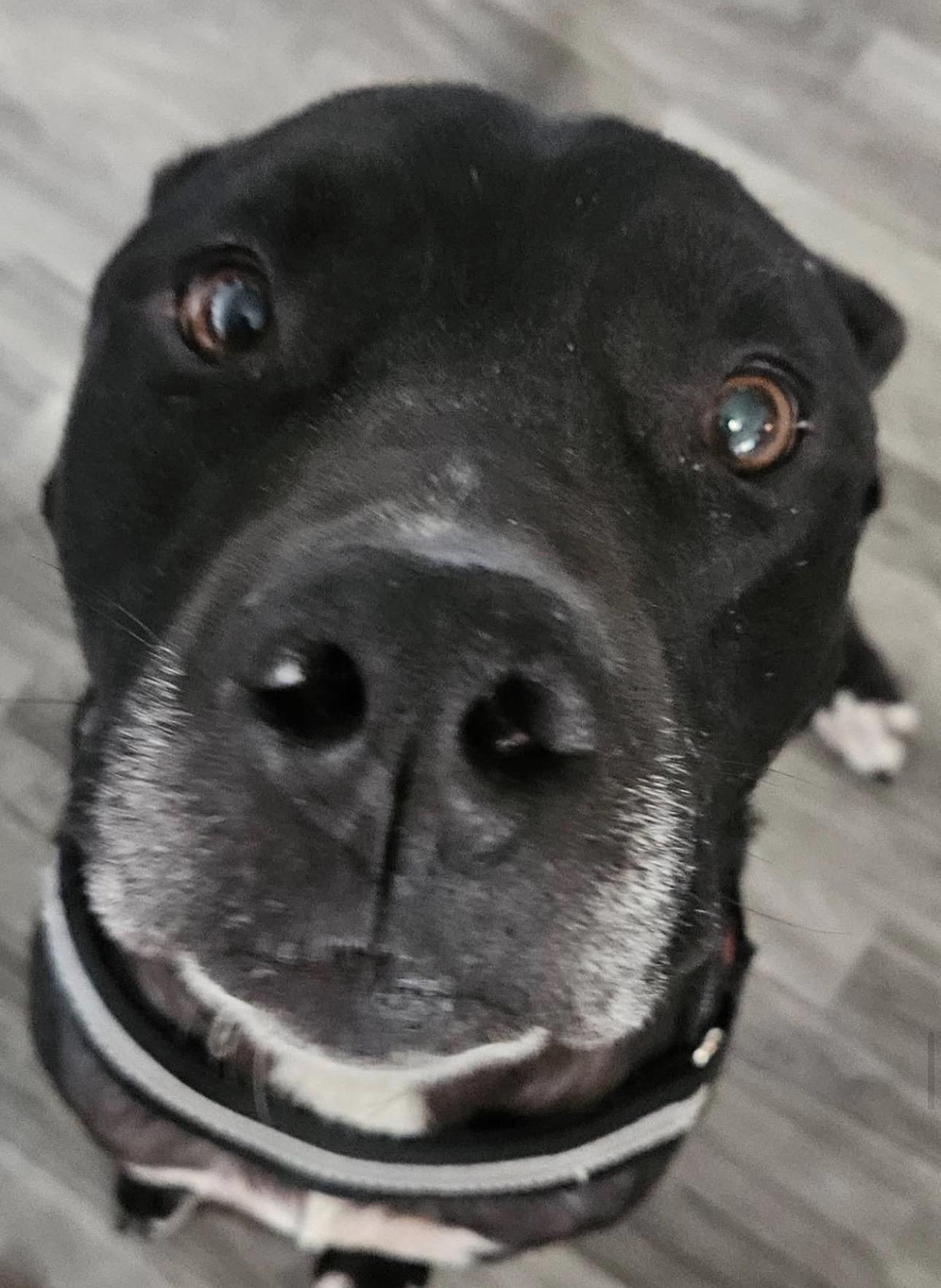 Enlarge Spider, a Adoptable mixed breed in Troy, MI image 3/6