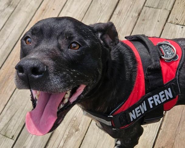 Enlarge Spider, a Adoptable mixed breed in Troy, MI image 5/6