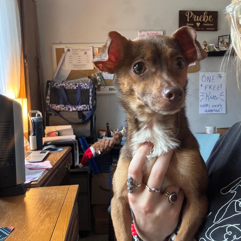 Enlarge Nugget, a Adoptable Chihuahua in Chaska, MN image 1/6