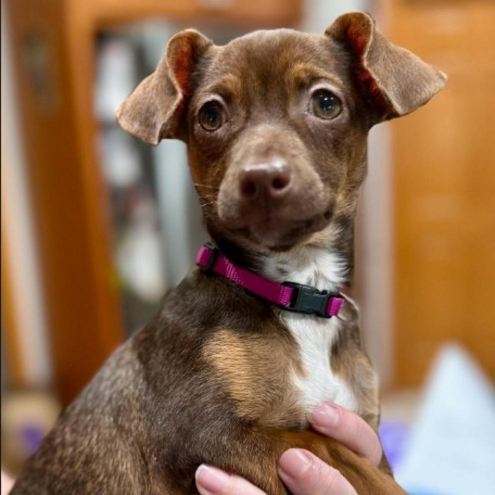 Enlarge Nugget, a Adoptable Chihuahua in Chaska, MN image 2/6