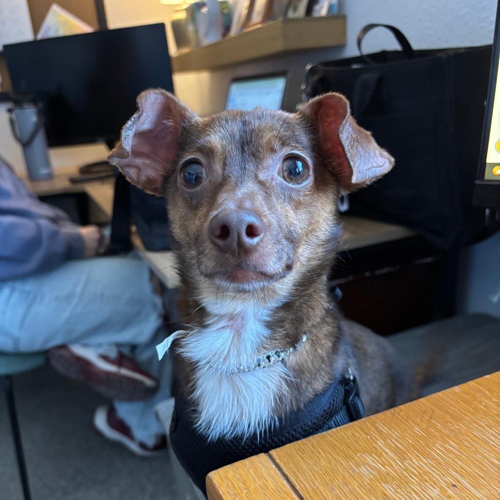 Enlarge Nugget, a Adoptable Chihuahua in Chaska, MN image 3/6