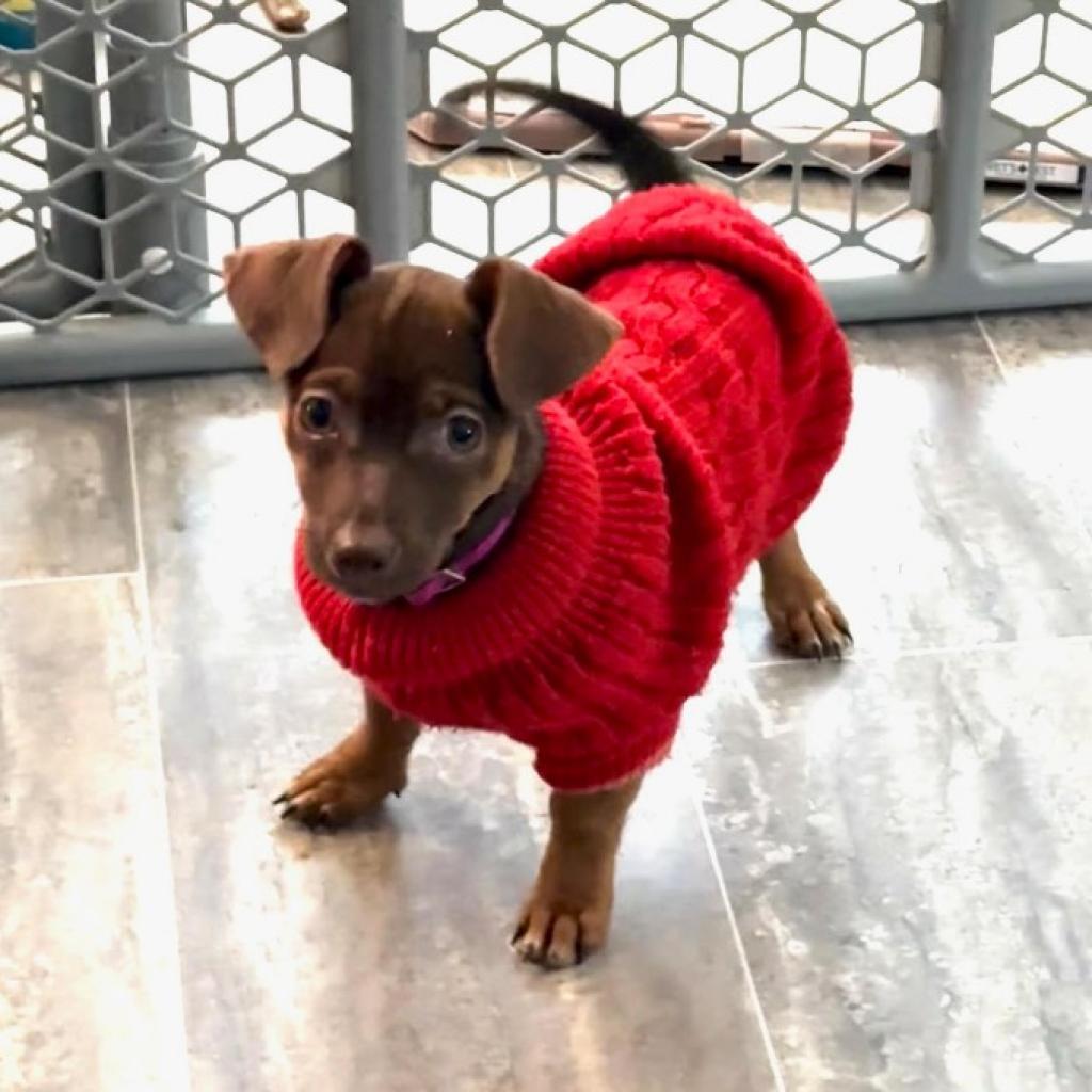 Enlarge Nugget, a Adoptable Chihuahua in Chaska, MN image 4/6