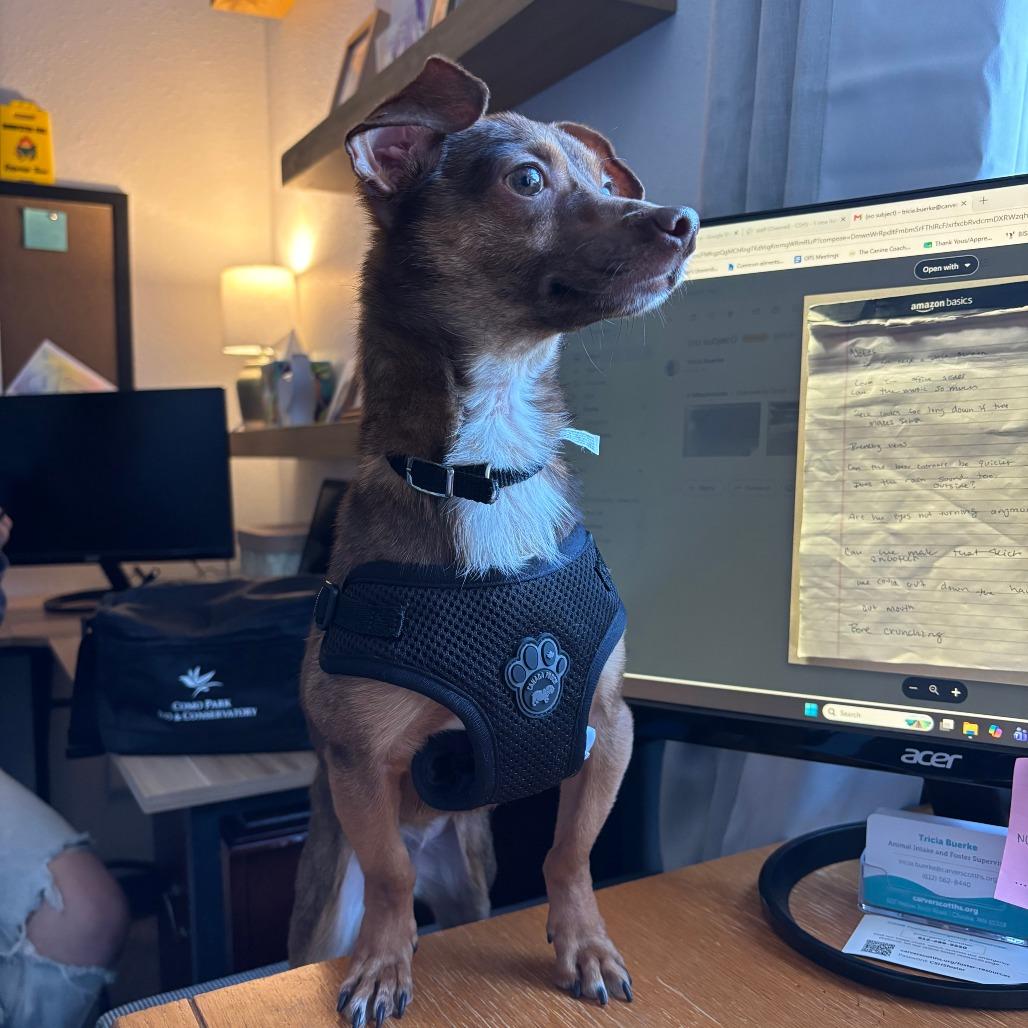 Enlarge Nugget, a Adoptable Chihuahua in Chaska, MN image 5/6