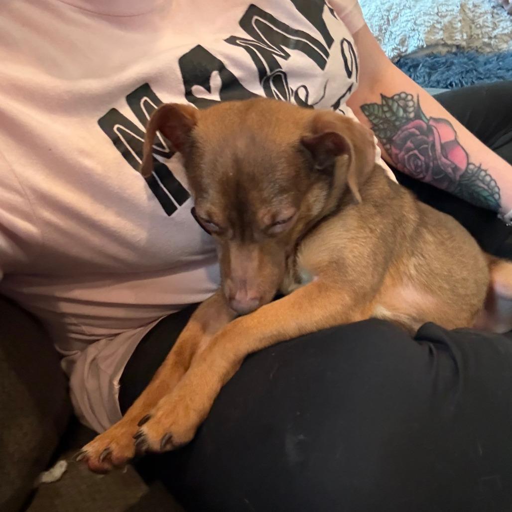 Enlarge Nugget, a Adoptable Chihuahua in Chaska, MN image 6/6