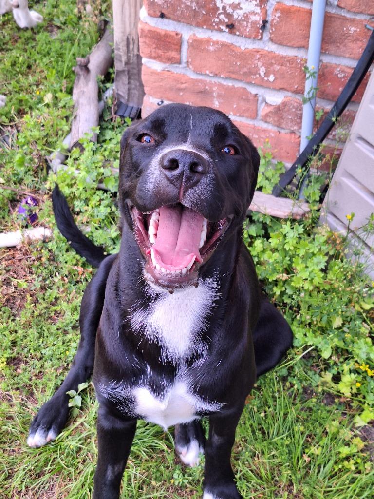 Shira, Adoptable, Young Female Labrador Retriever & Mixed Breed.