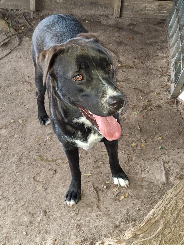 Shira, a Adoptable mixed breed in Spring, TX image 4/6