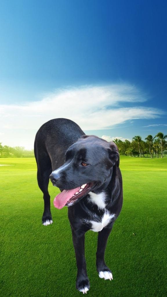 Shira, a Adoptable mixed breed in Spring, TX image 5/6