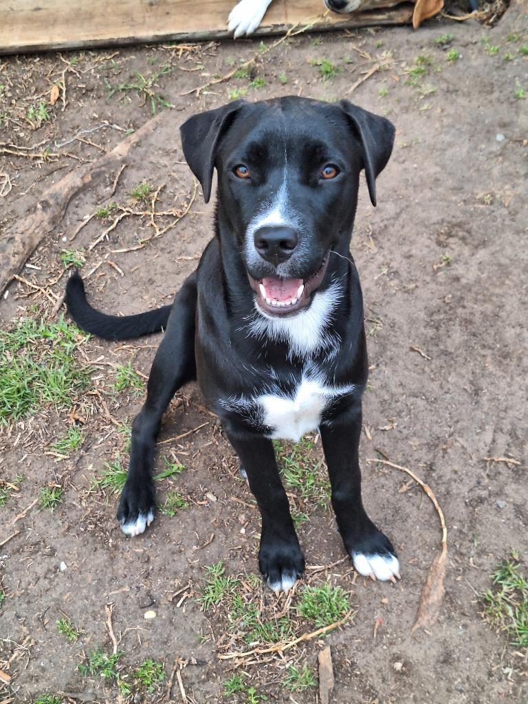Shira, a Adoptable mixed breed in Spring, TX image 6/6