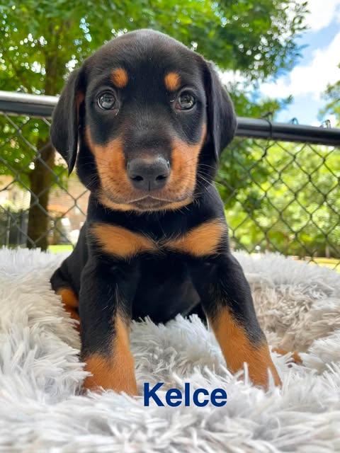 Enlarge KELCE, a Adopted mixed breed in Madisonville, LA image 4/6