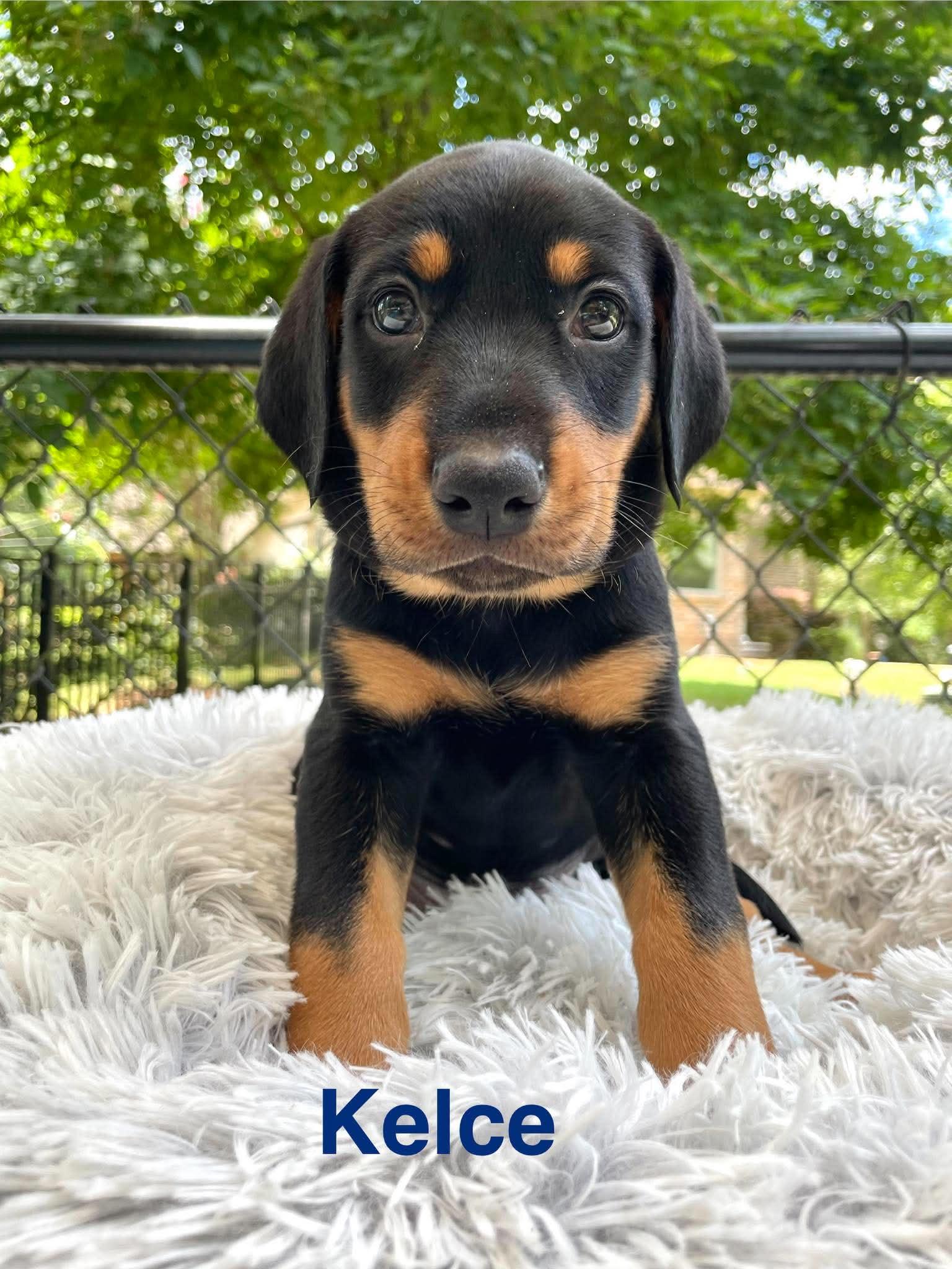 KELCE, Adopted, Puppy Male Doberman Pinscher & Catahoula Leopard Dog.