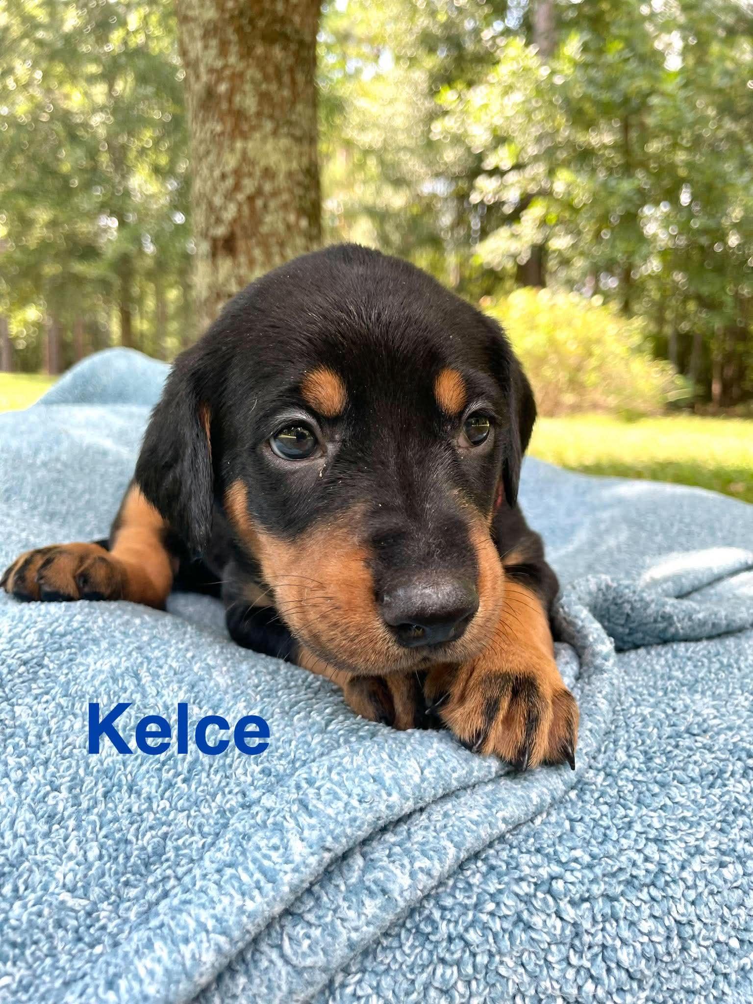 Enlarge KELCE, a Adopted mixed breed in Madisonville, LA image 5/6