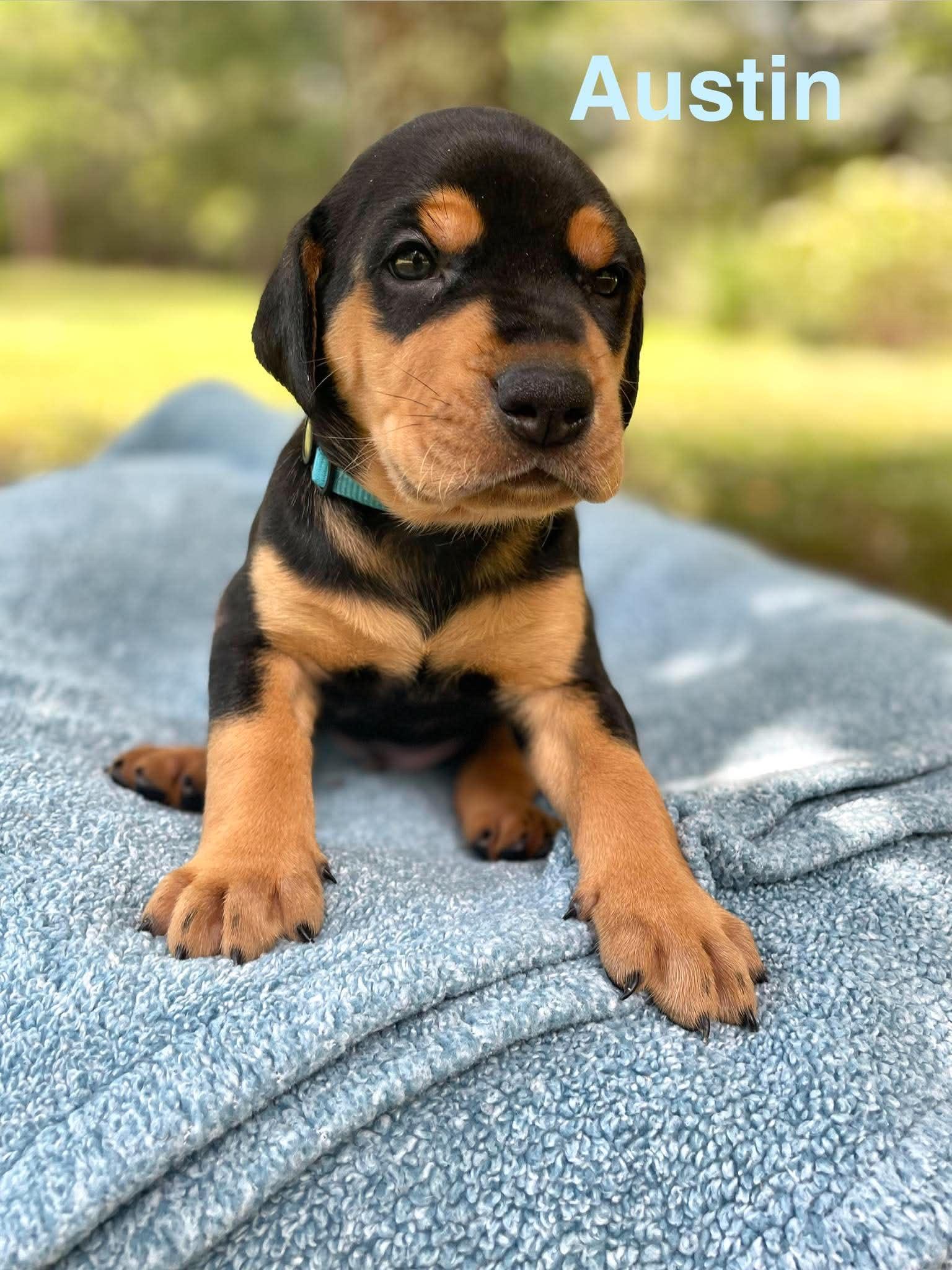 Enlarge KELCE, a Adopted mixed breed in Madisonville, LA image 6/6