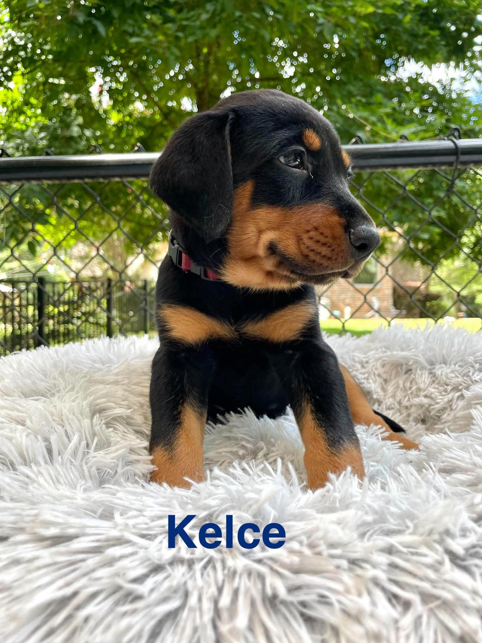 Enlarge KELCE, a Adopted mixed breed in Madisonville, LA image 2/6