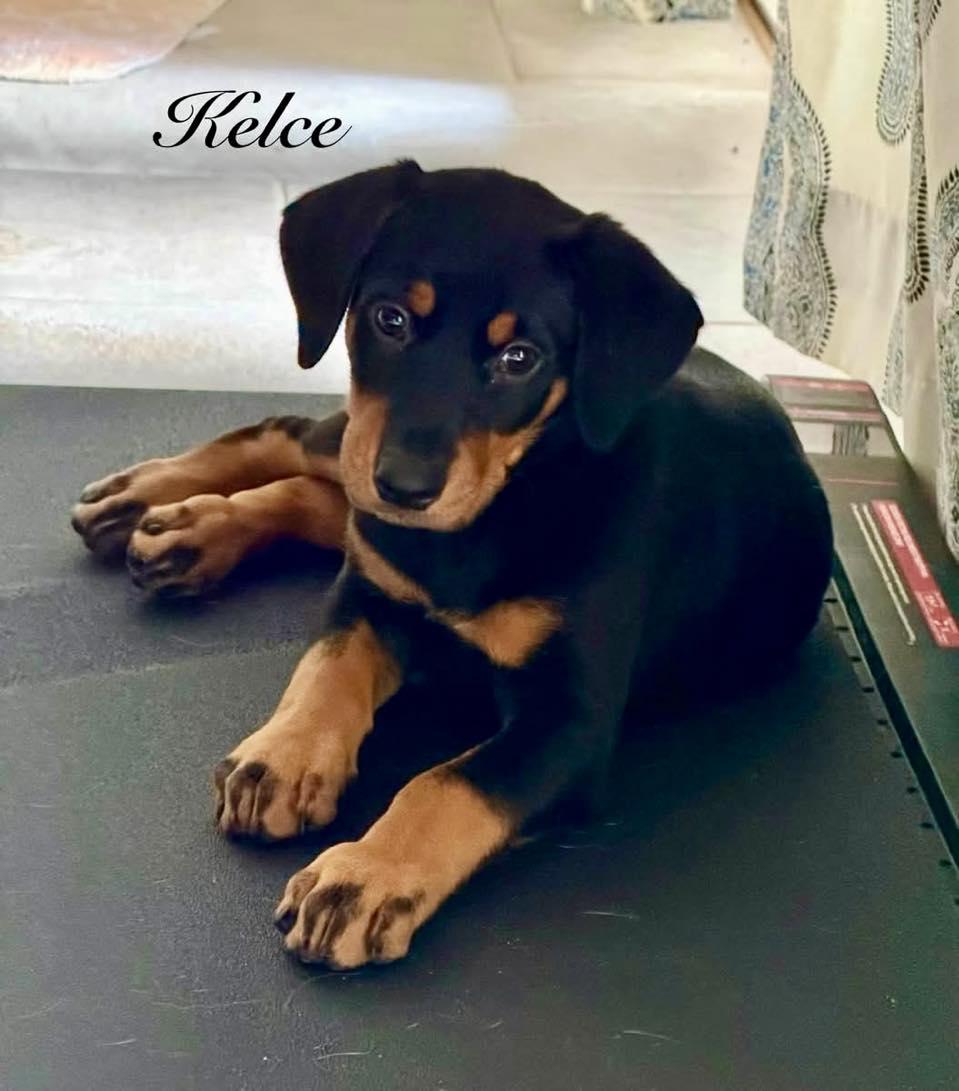 Enlarge KELCE, a Adopted mixed breed in Madisonville, LA image 3/6