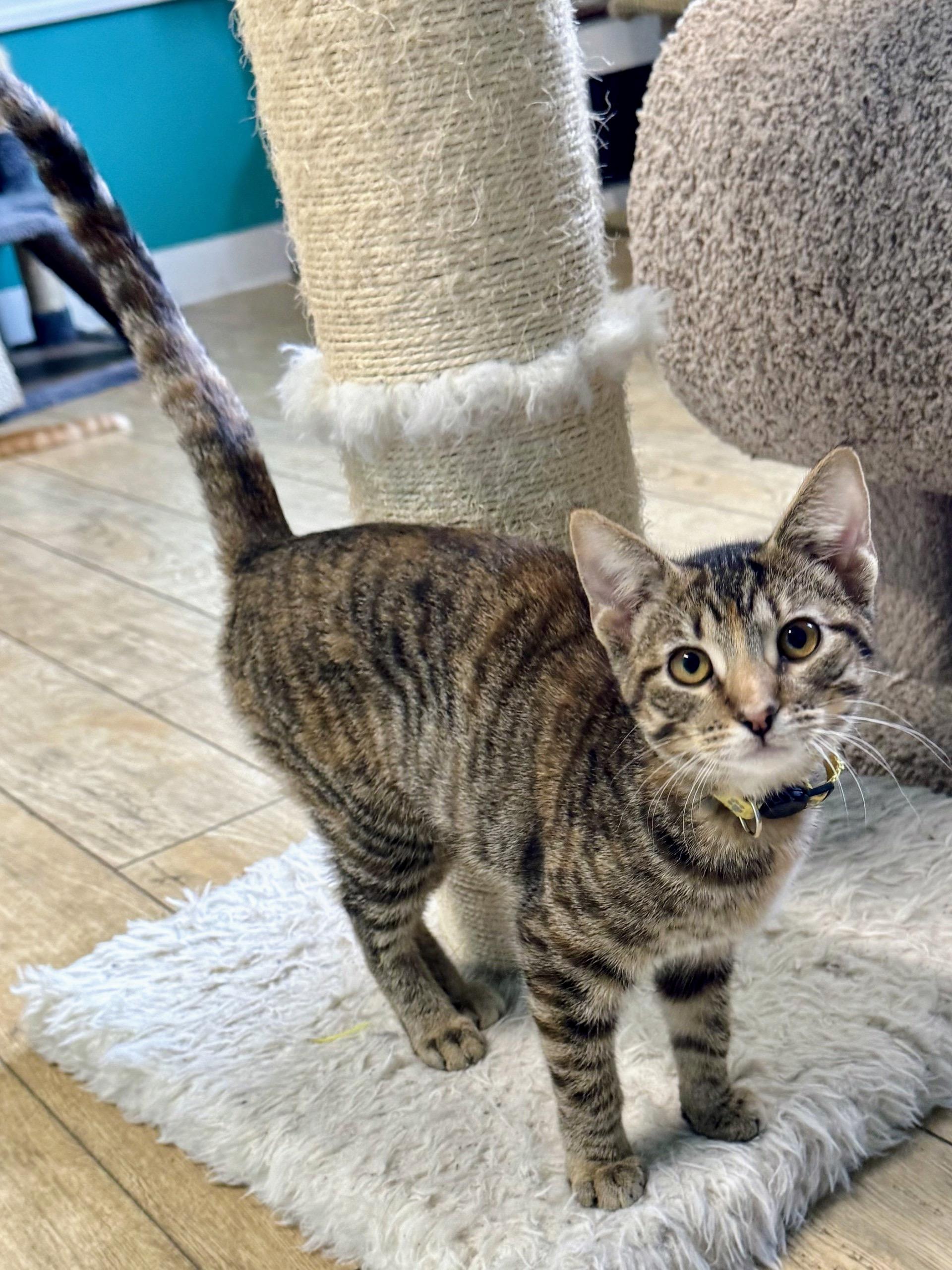 Enlarge Razzle, a Adoptable Torbie in Fishers, IN image 1/1