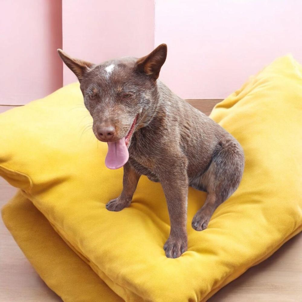 Enlarge Reuben AKA Hachi, a Adopted mixed breed in Gallup, NM image 1/5