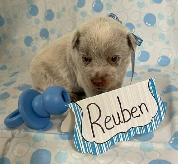 Enlarge Reuben AKA Hachi, a Adopted mixed breed in Gallup, NM image 2/5