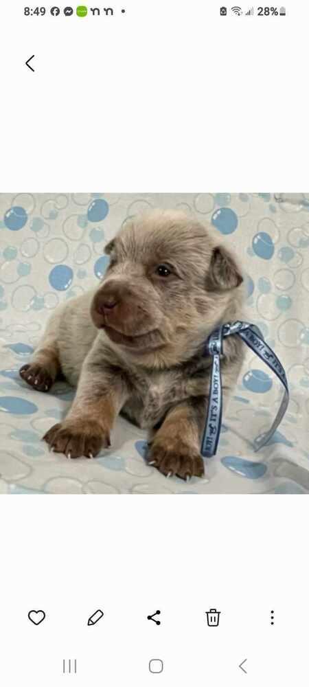Enlarge Reuben AKA Hachi, a Adopted mixed breed in Gallup, NM image 3/5