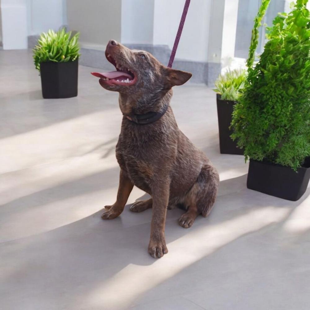 Enlarge Reuben AKA Hachi, a Adopted mixed breed in Gallup, NM image 4/5