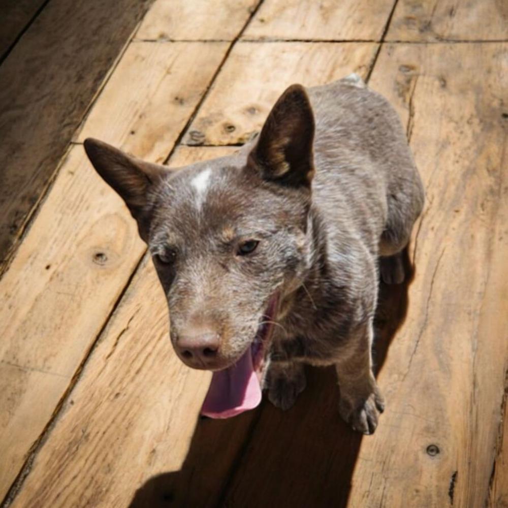 Enlarge Reuben AKA Hachi, a Adopted mixed breed in Gallup, NM image 5/5