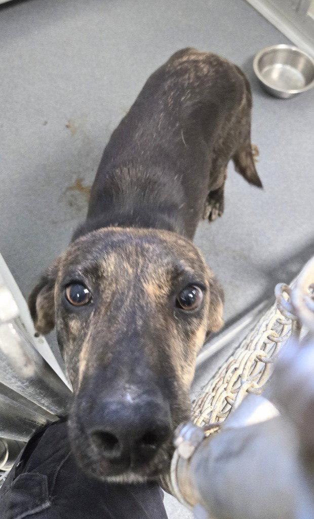 Enlarge DA 40 Pax, a Adoptable mixed breed in Glen Allen, VA image 1/1
