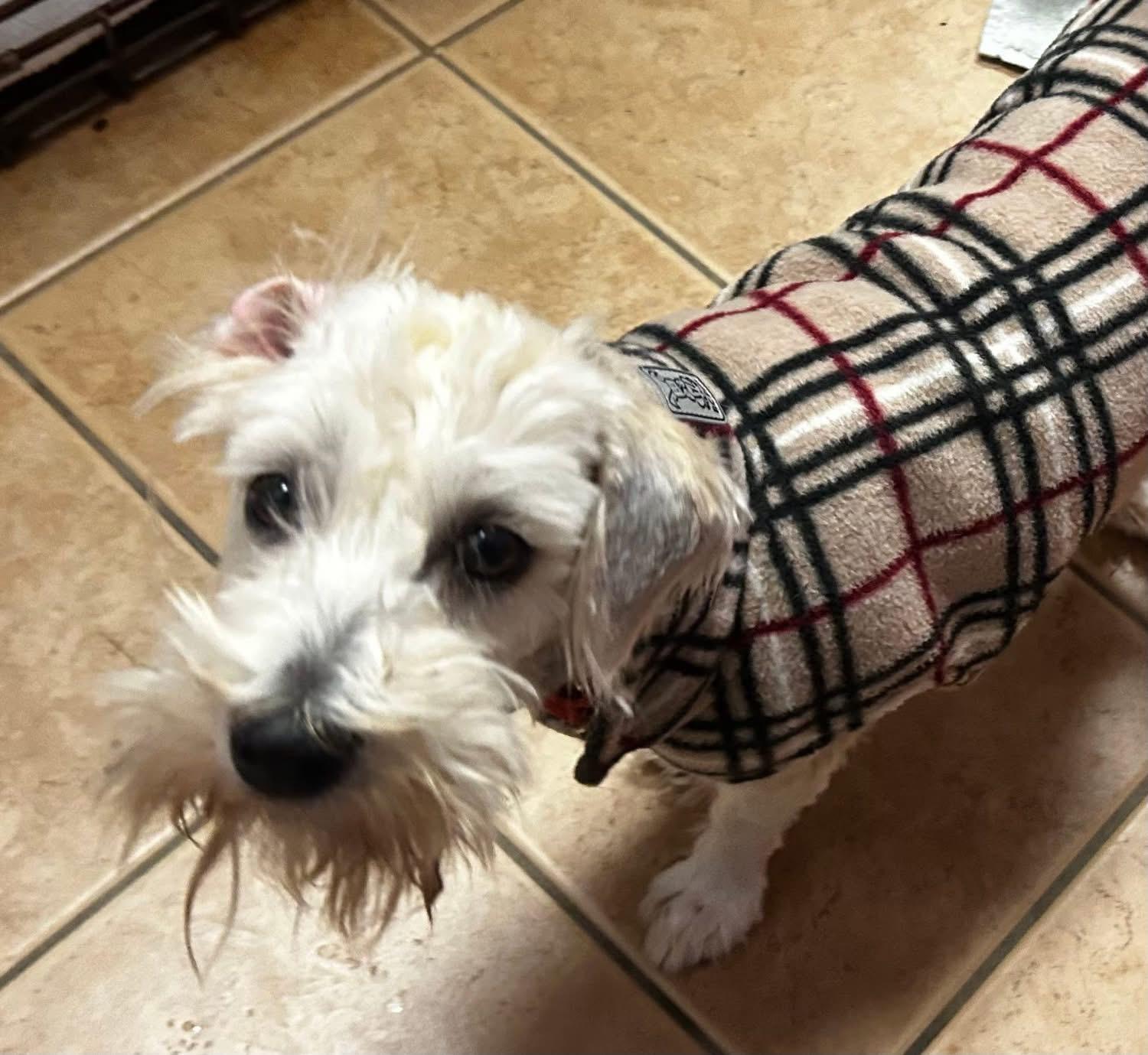 Enlarge Millie, a ADOPTABLE mixed breed in Oak Ridge, NJ image 1/3