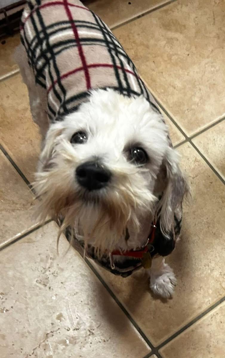 Enlarge Millie, a ADOPTABLE mixed breed in Oak Ridge, NJ image 2/3