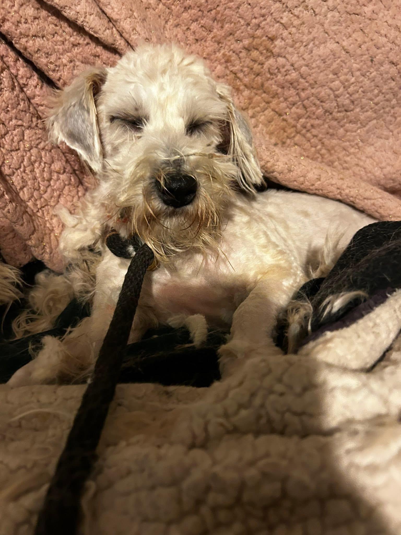 Enlarge Millie, a ADOPTABLE mixed breed in Oak Ridge, NJ image 3/3