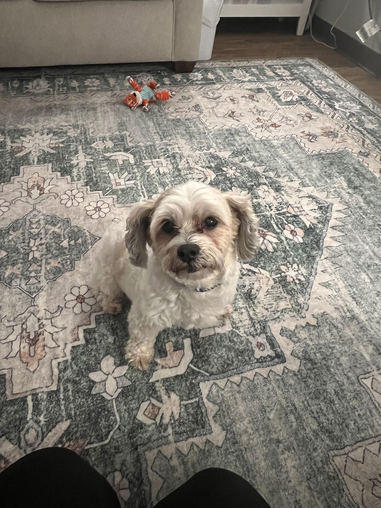 Enlarge Sebastian (Courtesy Listing), a Adoptable Bichon Frise in Williamsburg, IA image 1/3