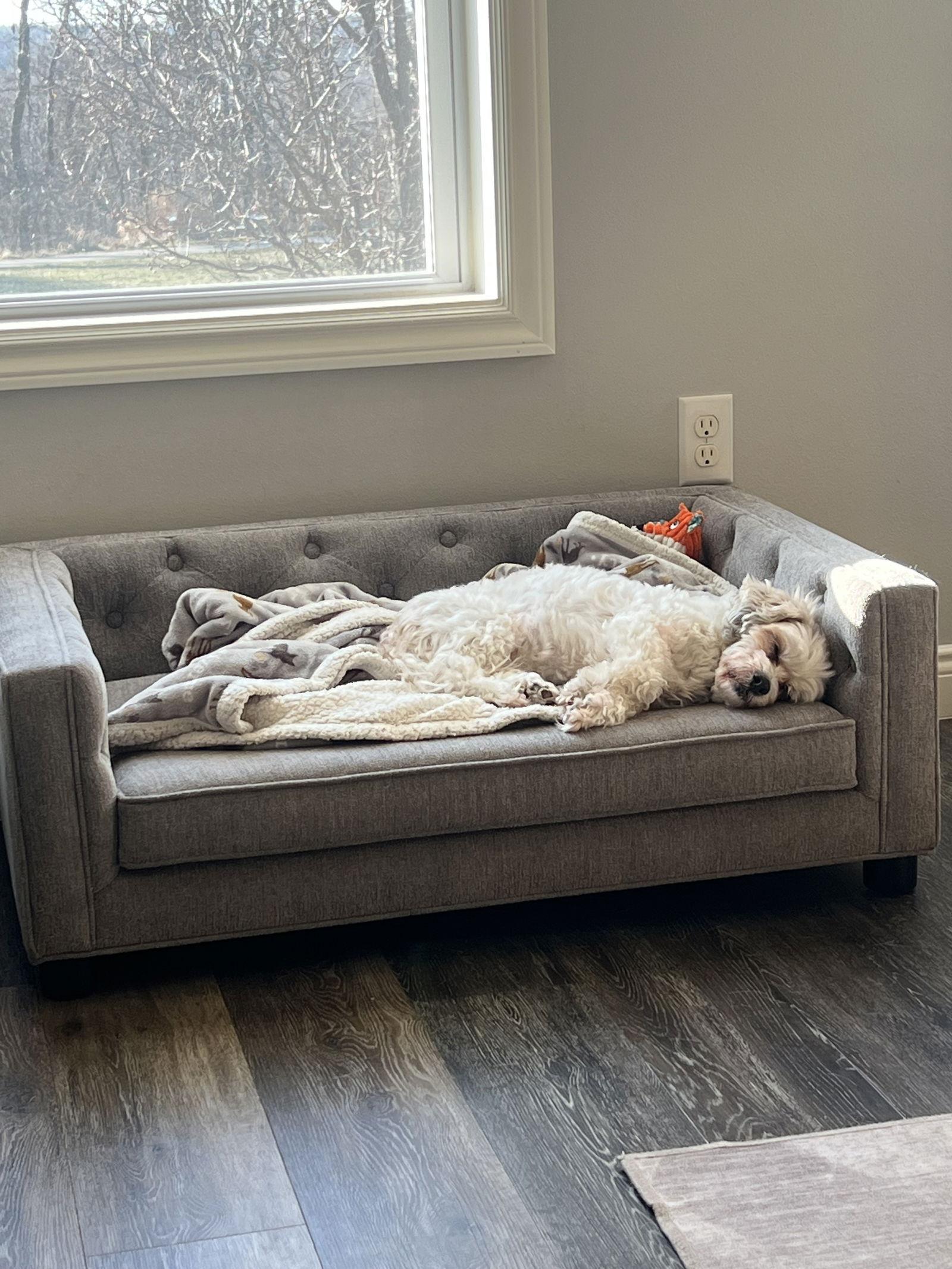 Enlarge Sebastian (Courtesy Listing), a Adoptable Bichon Frise in Williamsburg, IA image 3/3