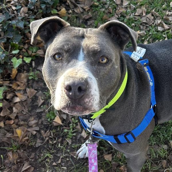 Enlarge Brooklyn, a Adoptable mixed breed in Oakland, CA image 1/6