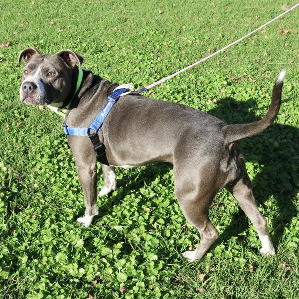 Enlarge Brooklyn, a Adoptable mixed breed in Oakland, CA image 2/6