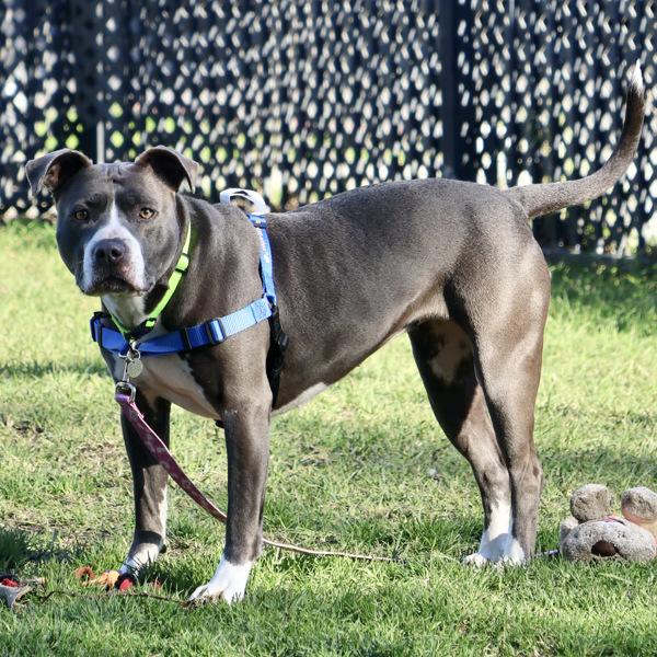 Enlarge Brooklyn, a Adoptable mixed breed in Oakland, CA image 3/6