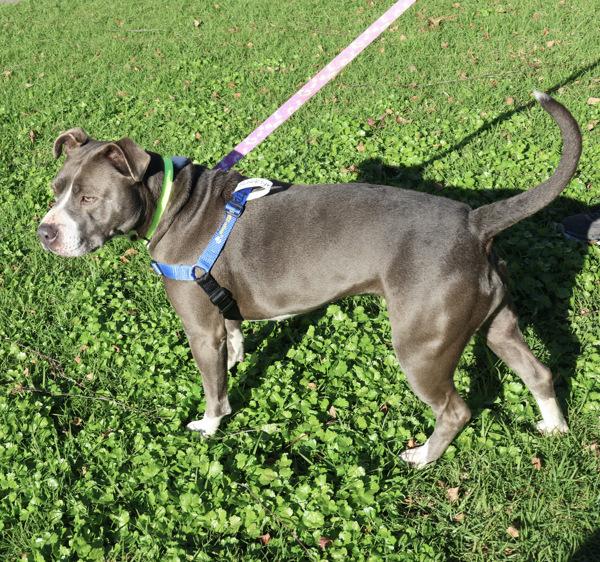 Enlarge Brooklyn, a Adoptable mixed breed in Oakland, CA image 4/6