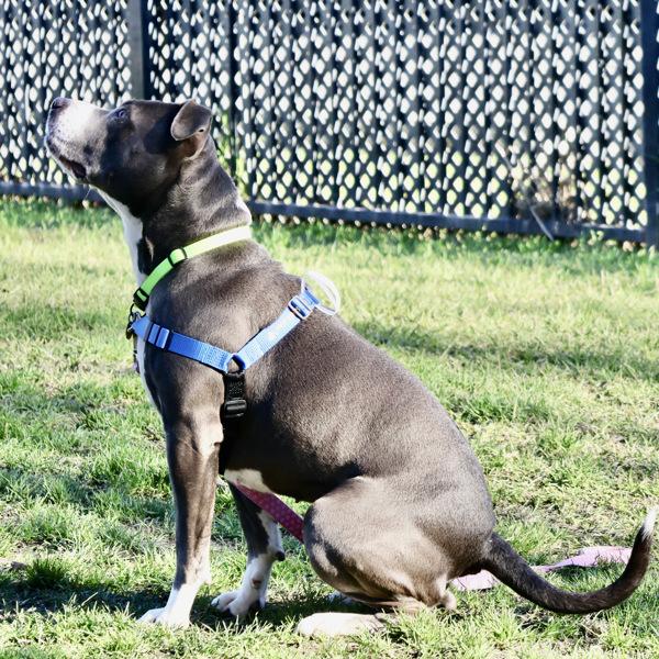 Enlarge Brooklyn, a Adoptable mixed breed in Oakland, CA image 5/6